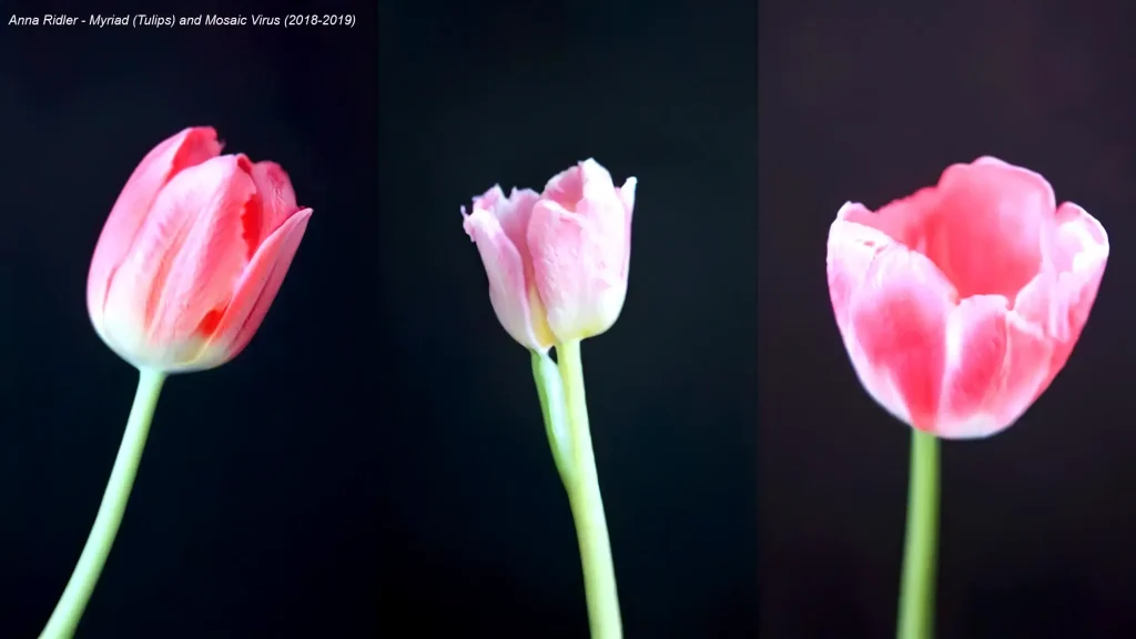 Anna Ridler - Myriad (Tulips) and Mosaic Virus (2018-2019)